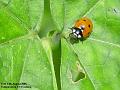 2005-0813ladybird
